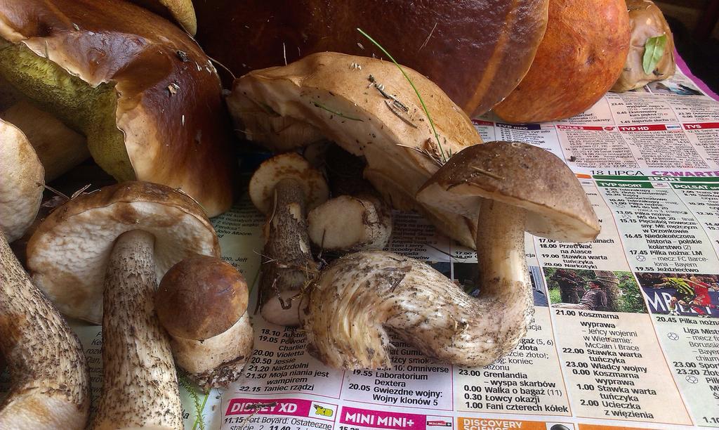 Agro-Tur Domki W Szuwarach Kuty Exteriér fotografie