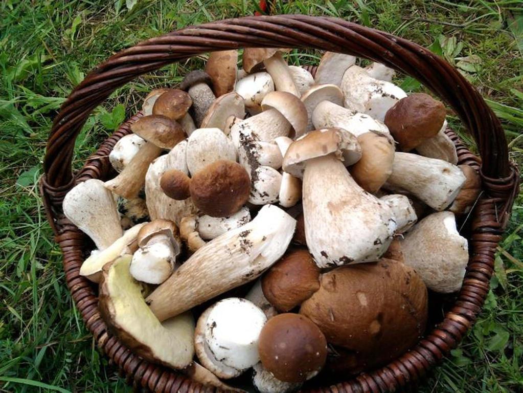 Agro-Tur Domki W Szuwarach Kuty Exteriér fotografie